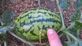 Pěstování melounů