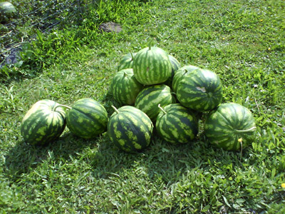Pro pěstování melounů je důležité slunné stanoviště, živné půdy, případně i občasná závlaha