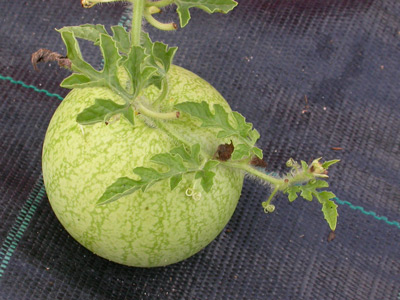 Slupka melounu nemusí být vždy tmavě zelená